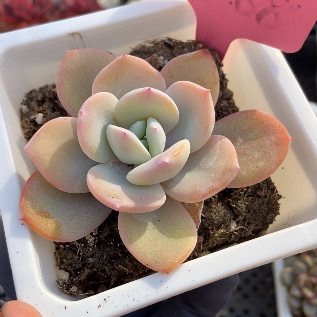 7288奶茶多肉植物保护