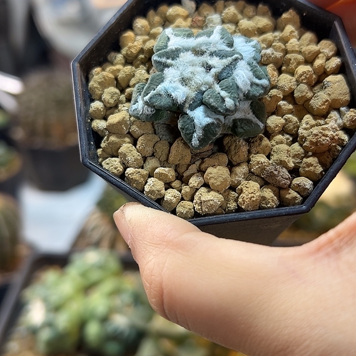 20号自根单头黑牡丹3.2公分