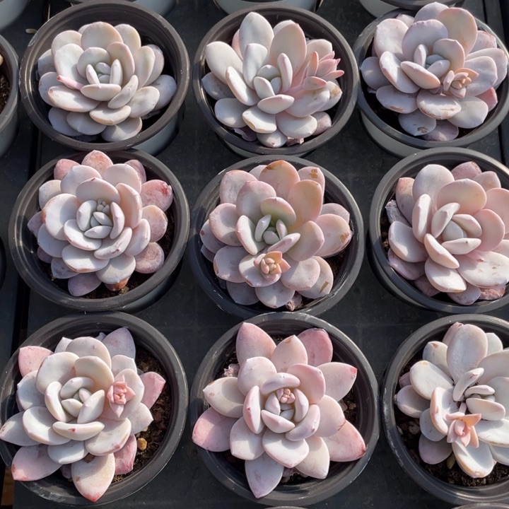 雪莲单头一颗冠幅7厘米20包邮新疆西藏不发