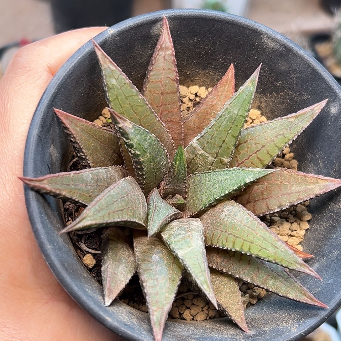 龙王（黑王×龙鳞）硬叶十二卷