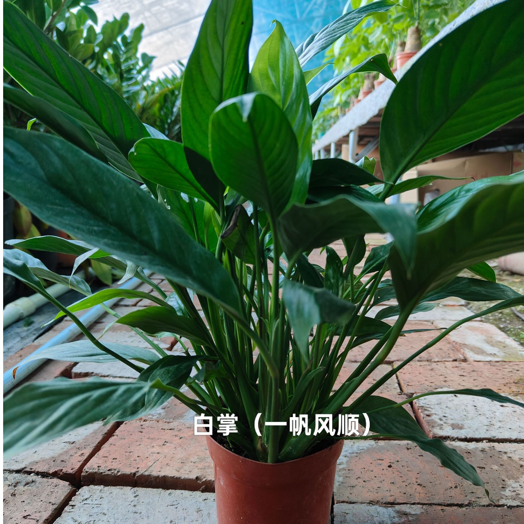 白掌绿植 一帆风顺盆栽