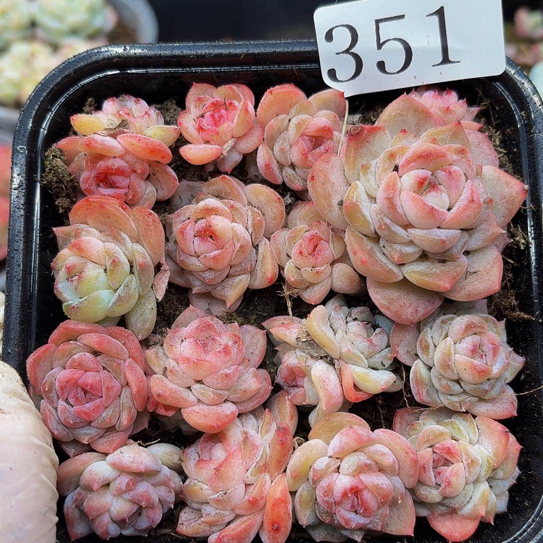 多肉植物多肉植物351