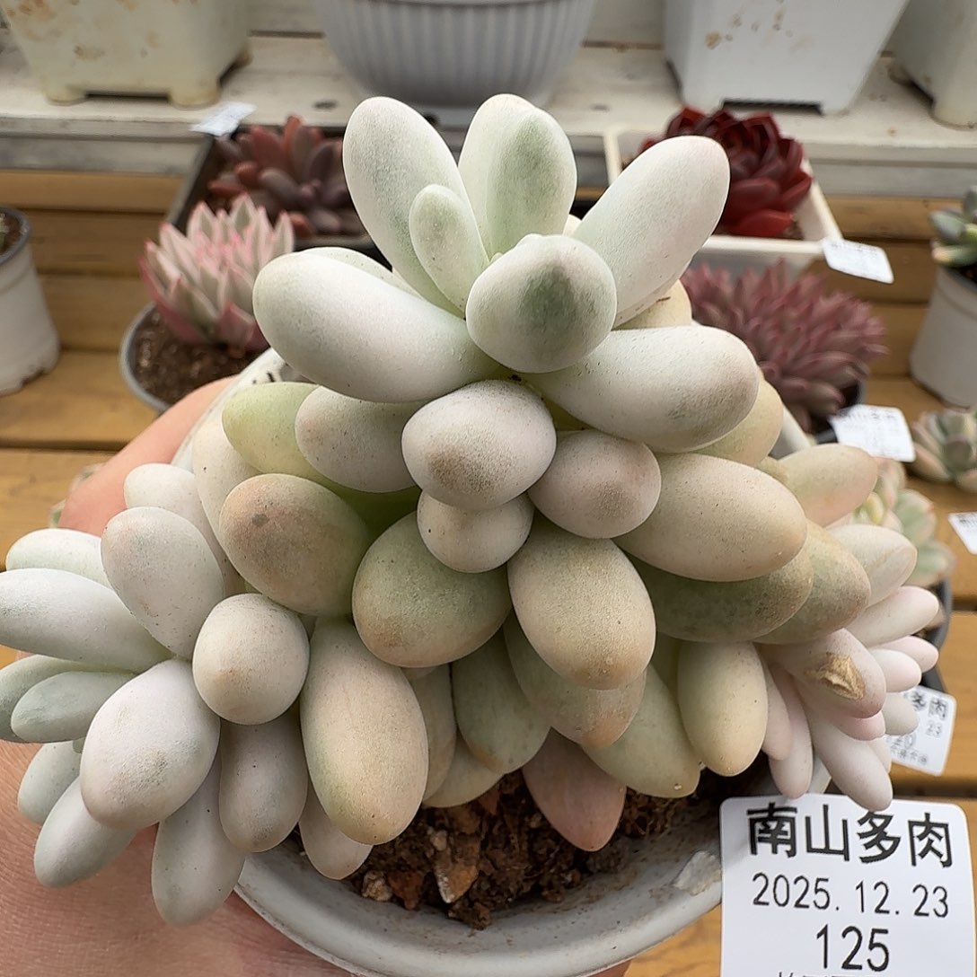 粉恋111111223-125