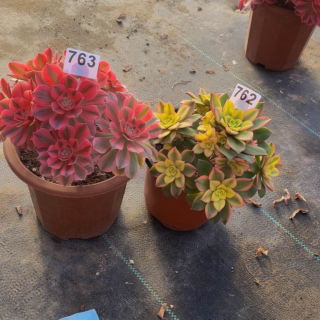 紫****所多肉植物一物一拍762 763