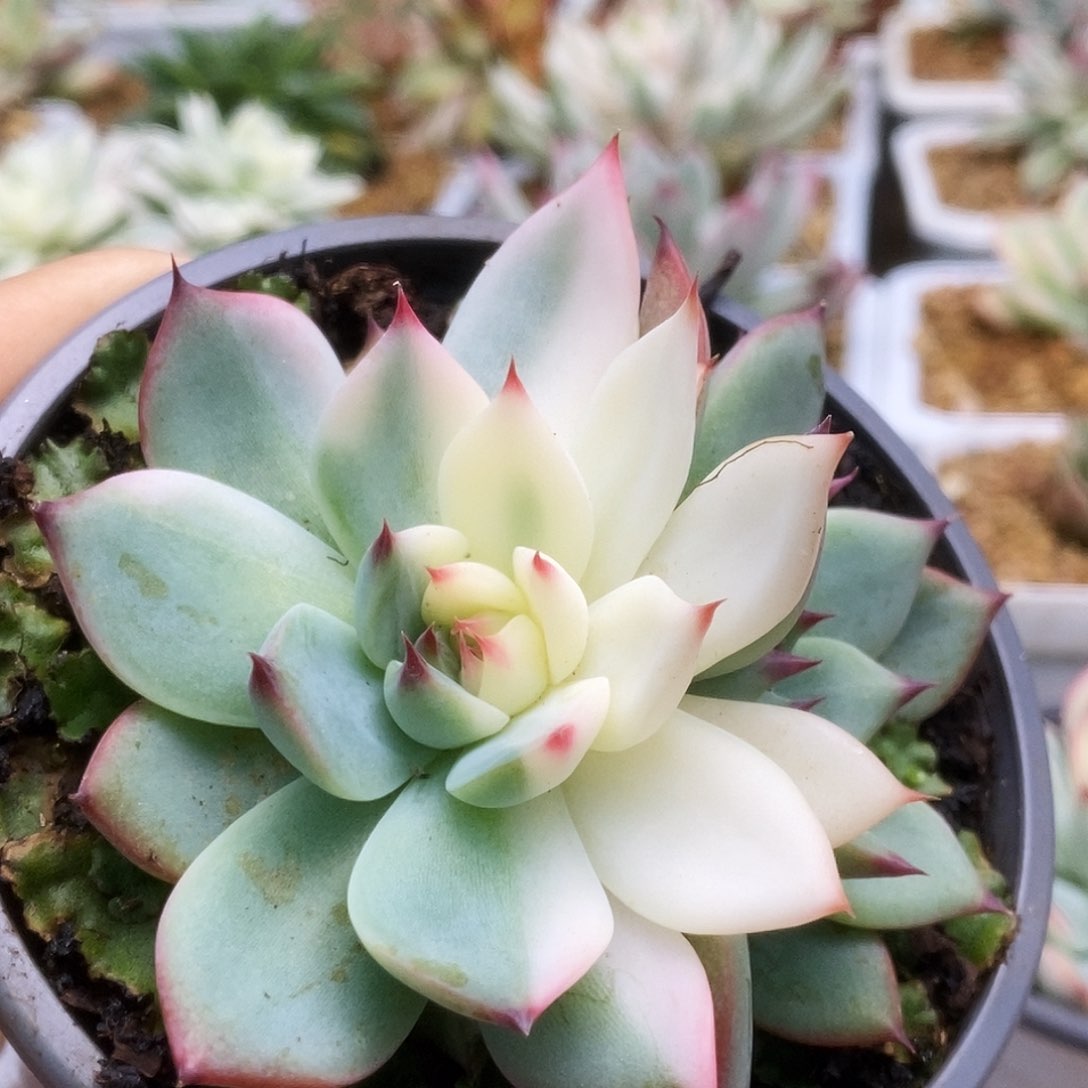 087锦锦锦锦锦锦锦锦锦