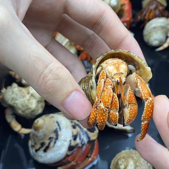 2.7口白头橘斐济草莓