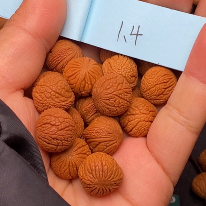 秦岭龙纹桃核17颗