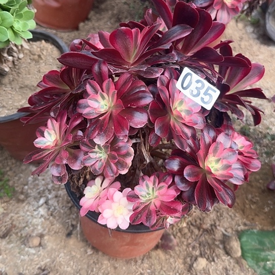 多肉植物美杜莎035有砍不包断枝