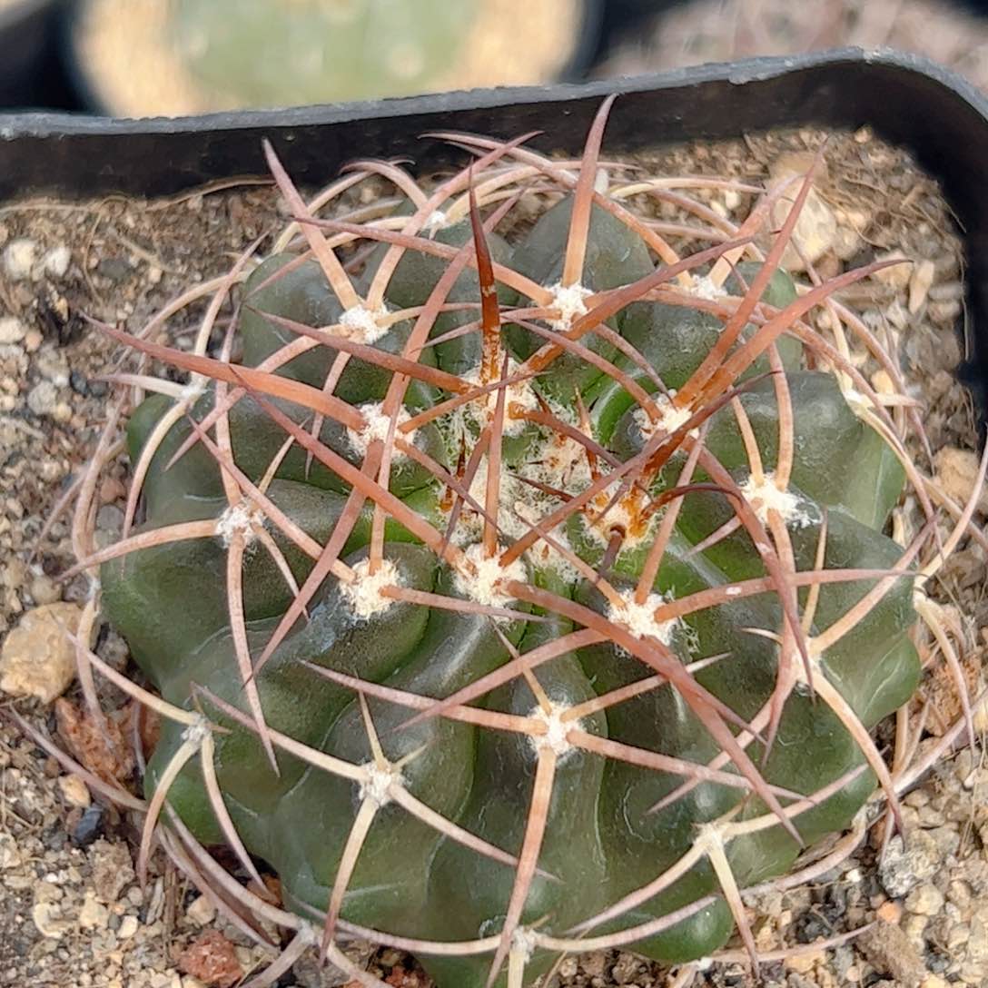 实生 圆盘玉仙人球