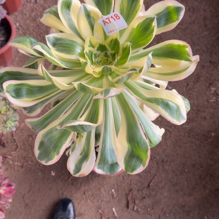 壹***回燕姿锦718多肉植物