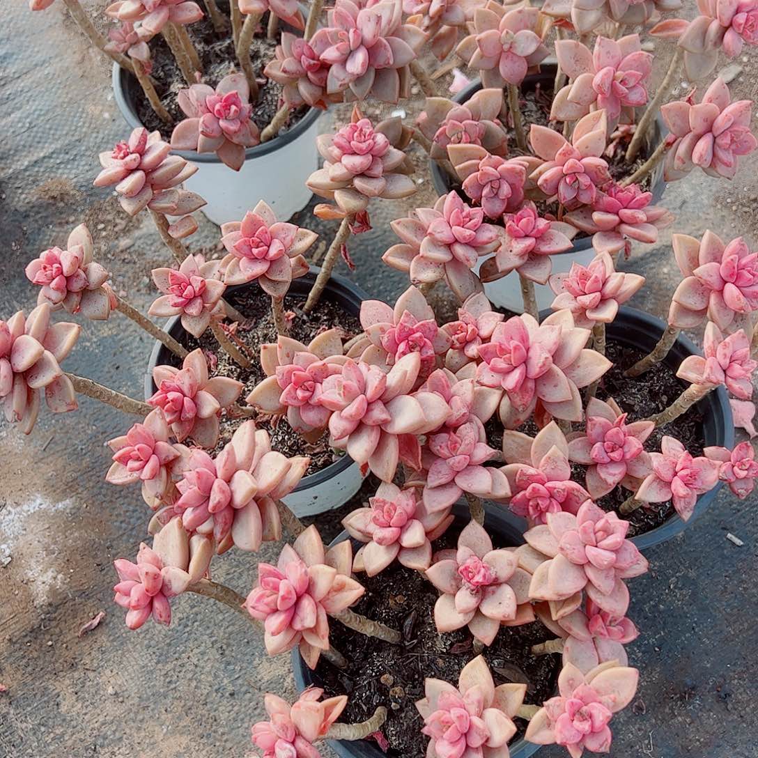 姬胧月散装带盆土两盆