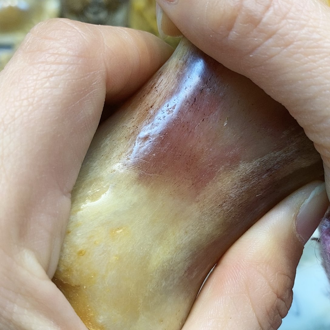 牛骨把件主播推荐