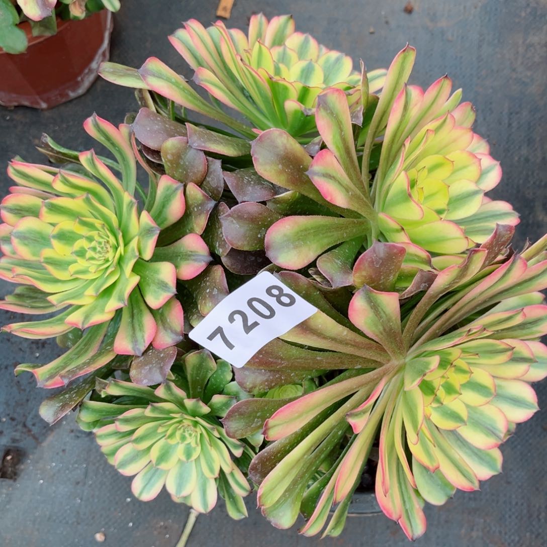 粉钻多肉发货发货