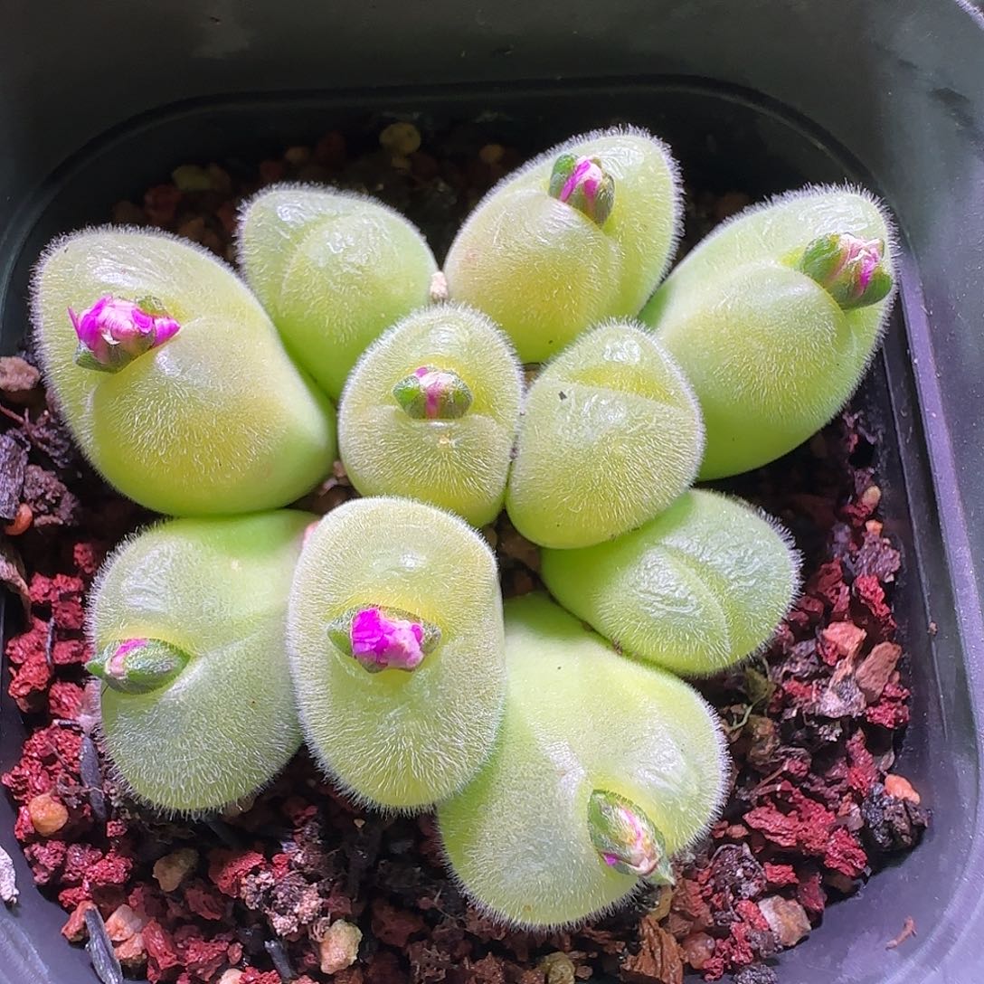 毛毛。                 999