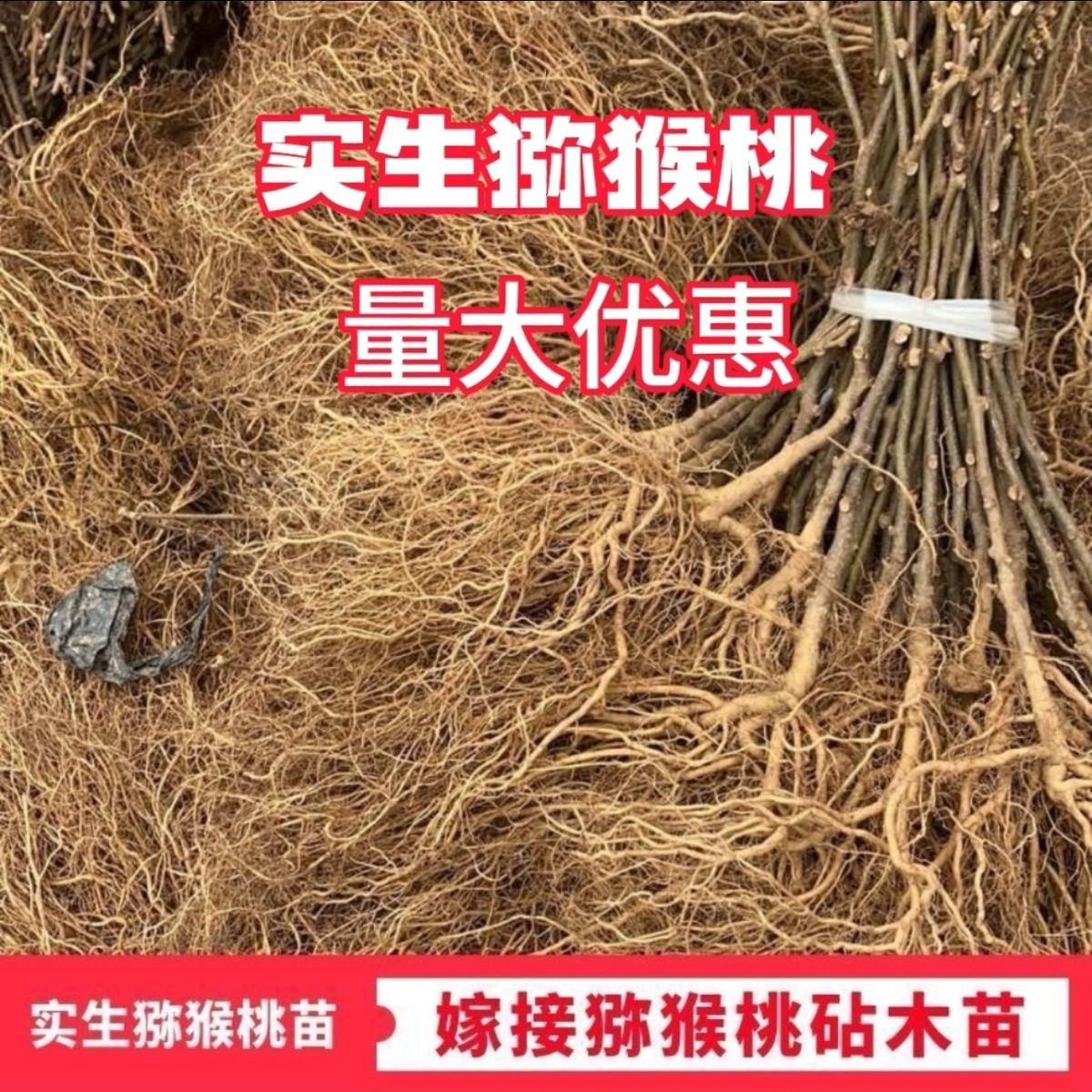 猕猴桃实生苗野生猕猴桃母本原生苗直生苗猕猴桃砧木未嫁接猕猴桃