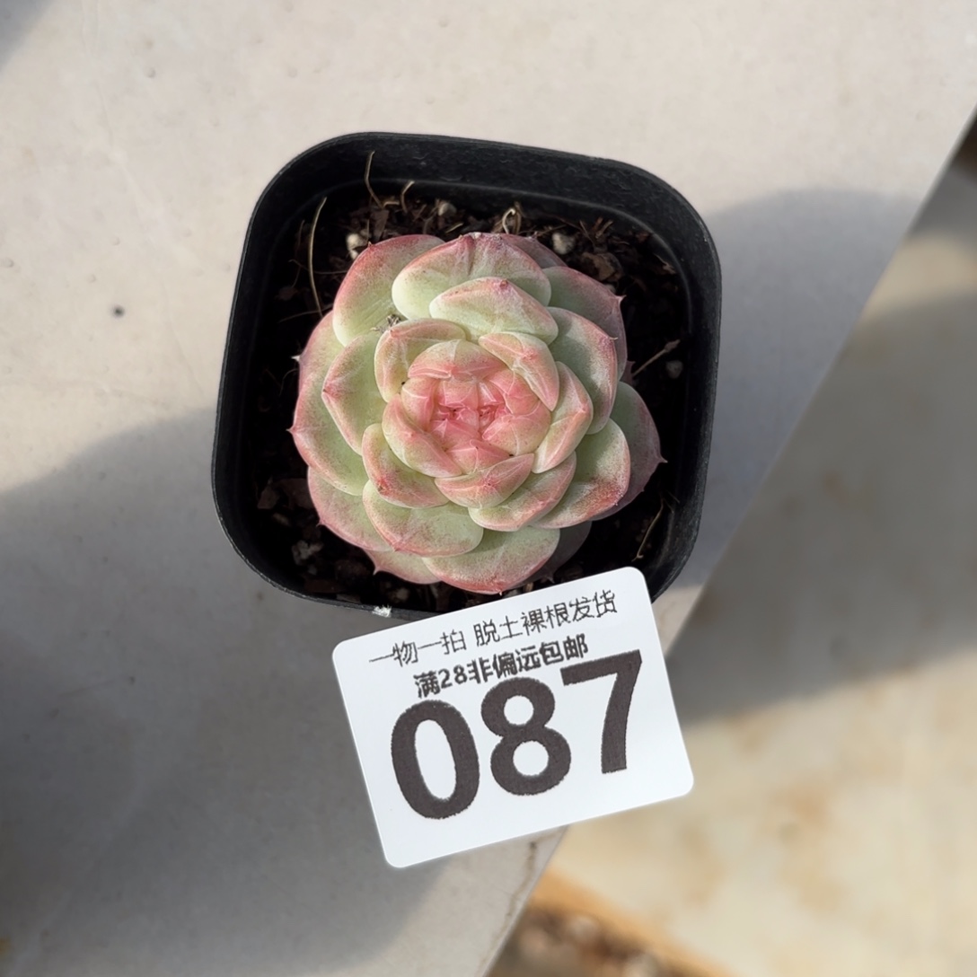蜜桃柚无盆土发货