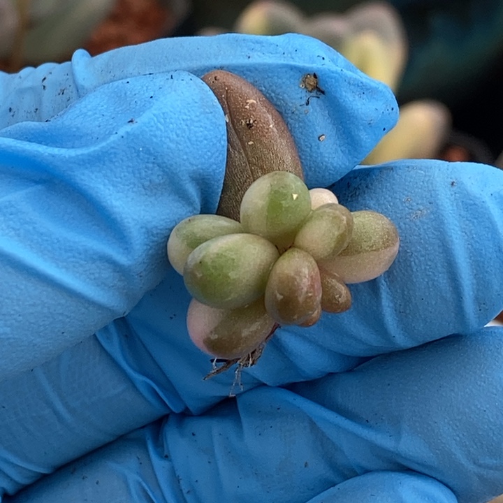 红手指锦多肉植物