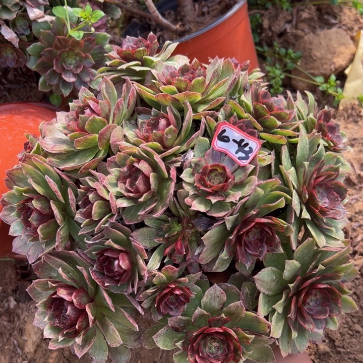 红霞多肉植物6-43