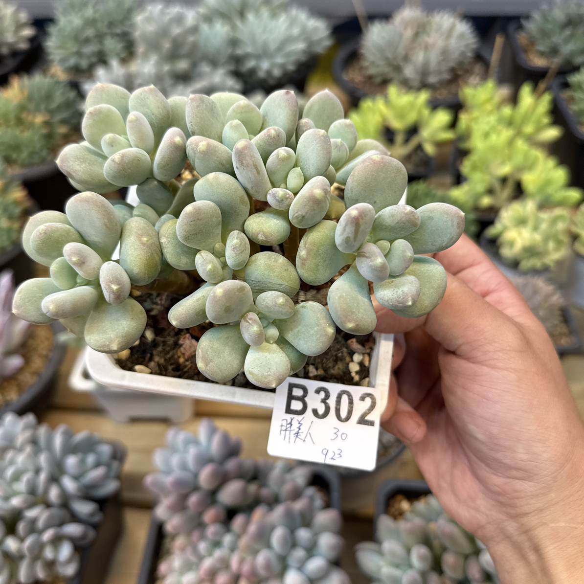 B302，胖美人，多肉植物，咖啡美人