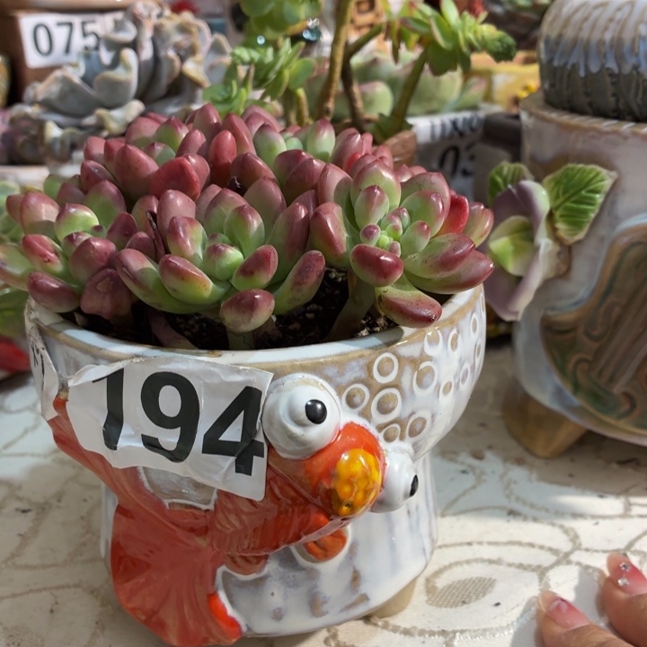 多肉花盆满15包邮