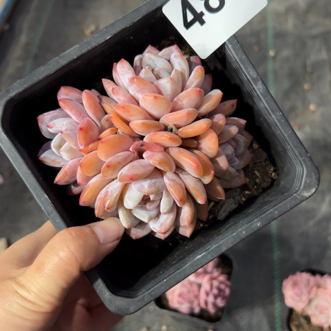 王***琼486 多肉植物组合盆栽