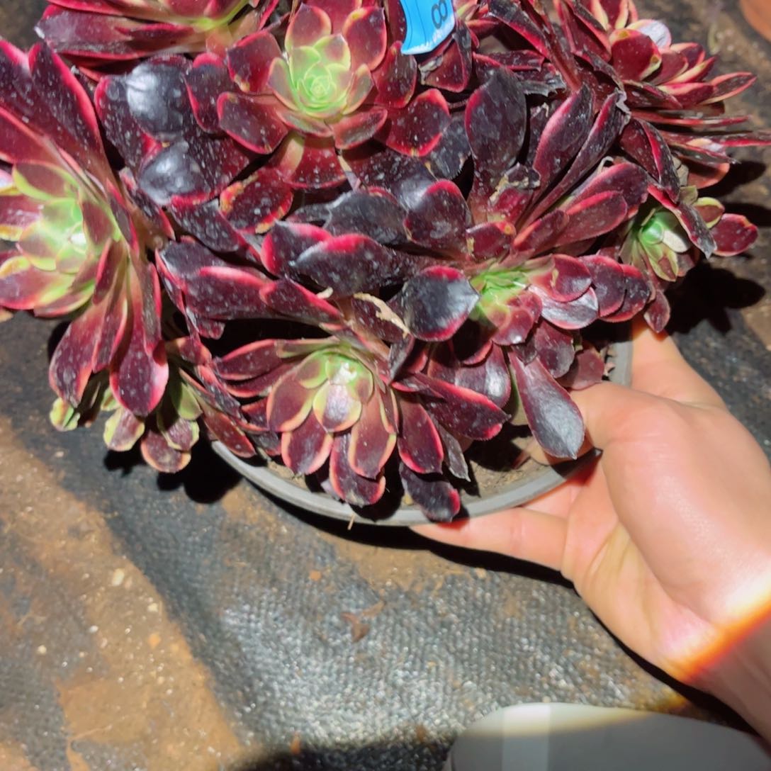 多肉植物598欧嘉莉