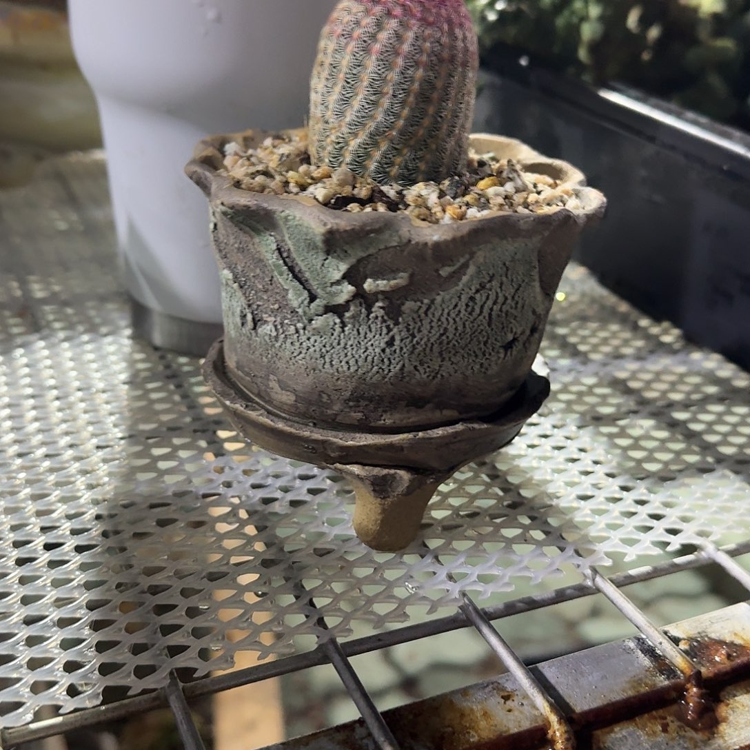 ๓***ෆ随单手捏盆多肉植物