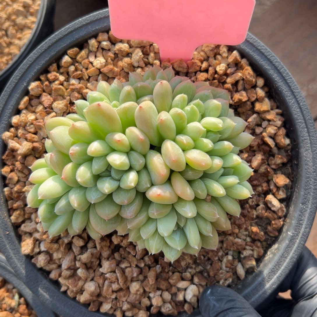 百达翡翠1111111111