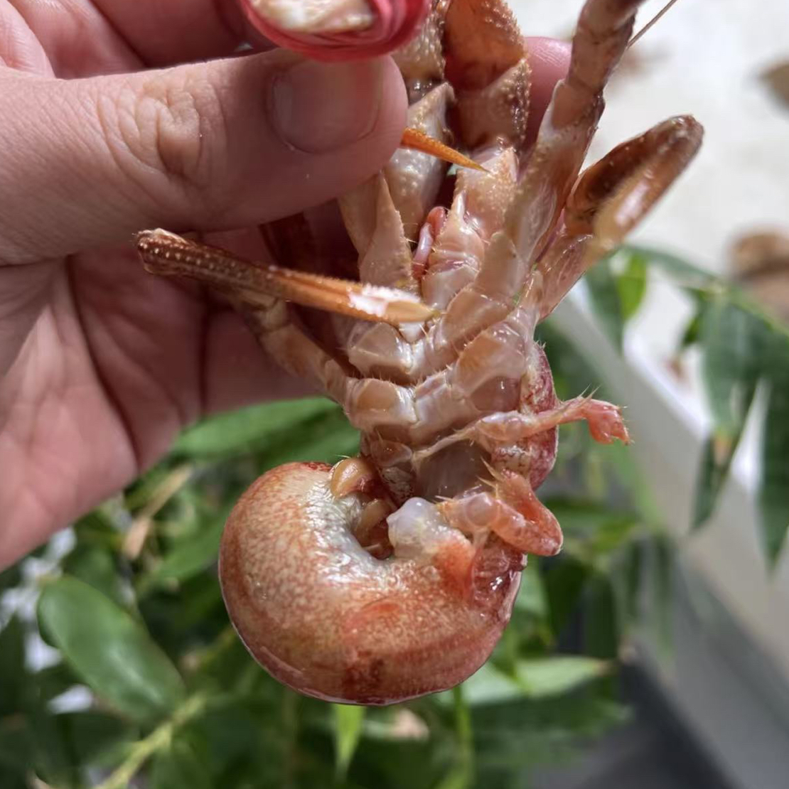 【清蒸】虾怪一斤-深夜食堂