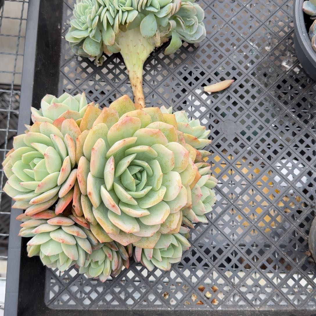 燕***肉多肉植物恋曲丝绸