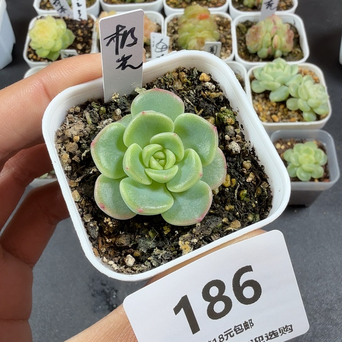 甜心极光一物一拍186