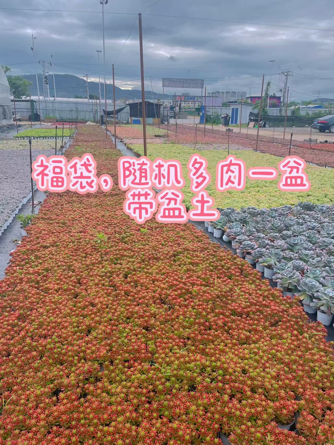 （随机一盆带盆土）多肉组合多肉植物带盆土懒人沙漠植物吸甲醛
