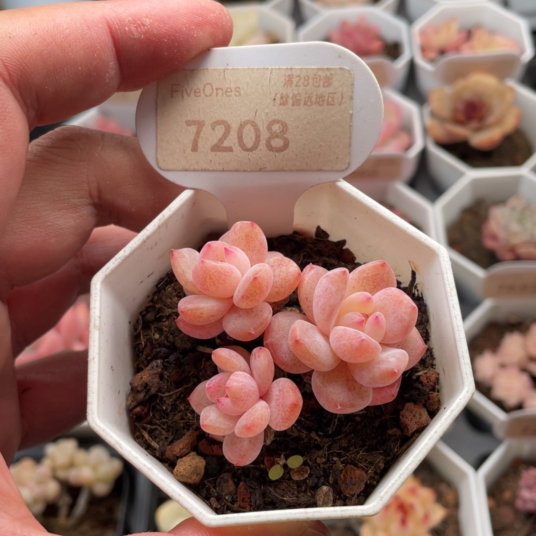 冰橙7208-5.0厘米