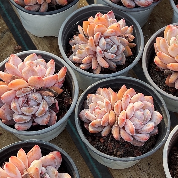 多头           雪天使