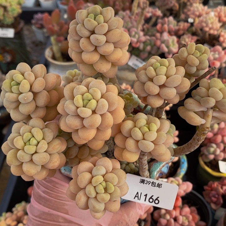 洛可可老桩12cm166多肉