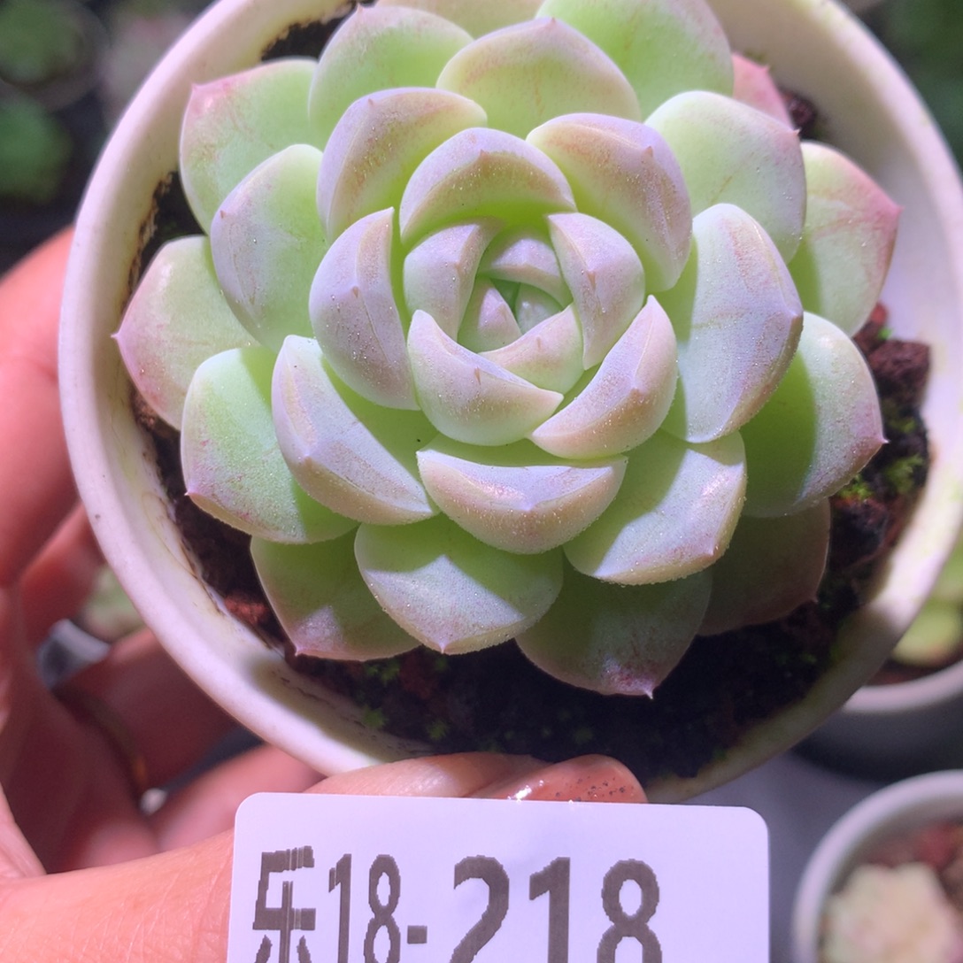 乐然18-218 新品 