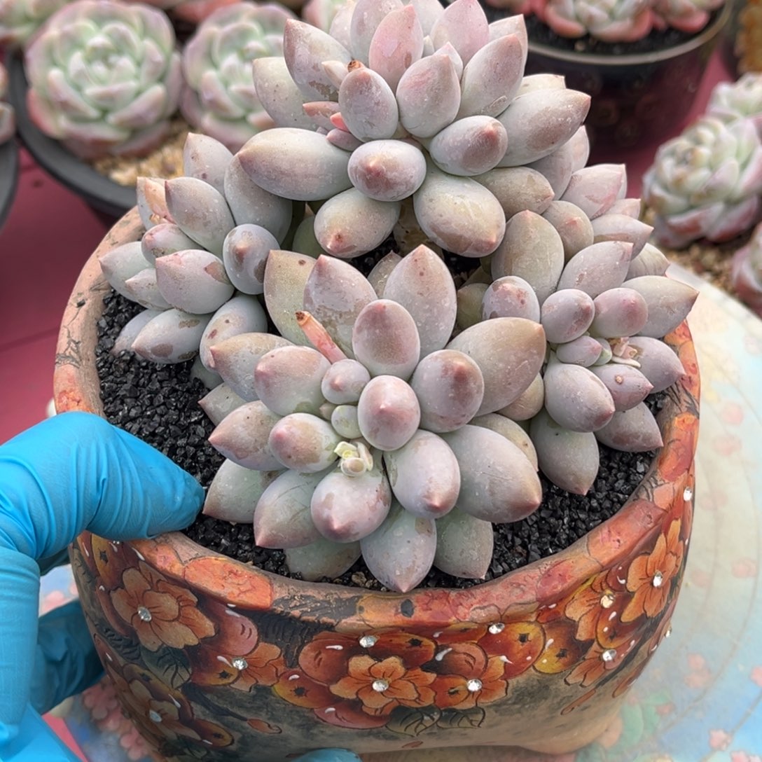 贵妃美人一物一拍