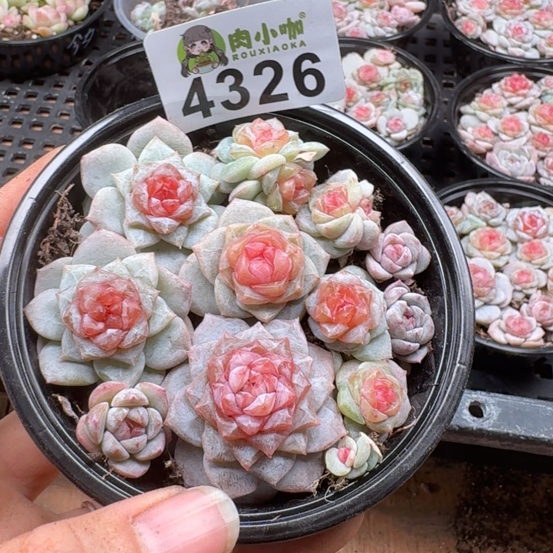 多肉植物多肉植物