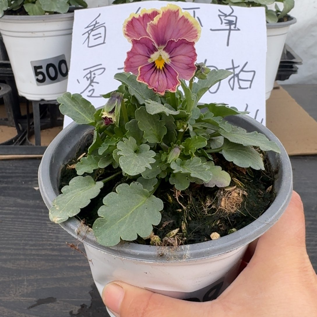 全部花朵509号心跳