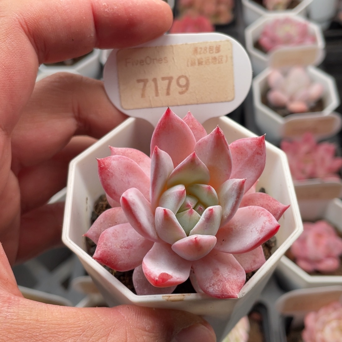 粉蓝鸟7179-5.5厘米