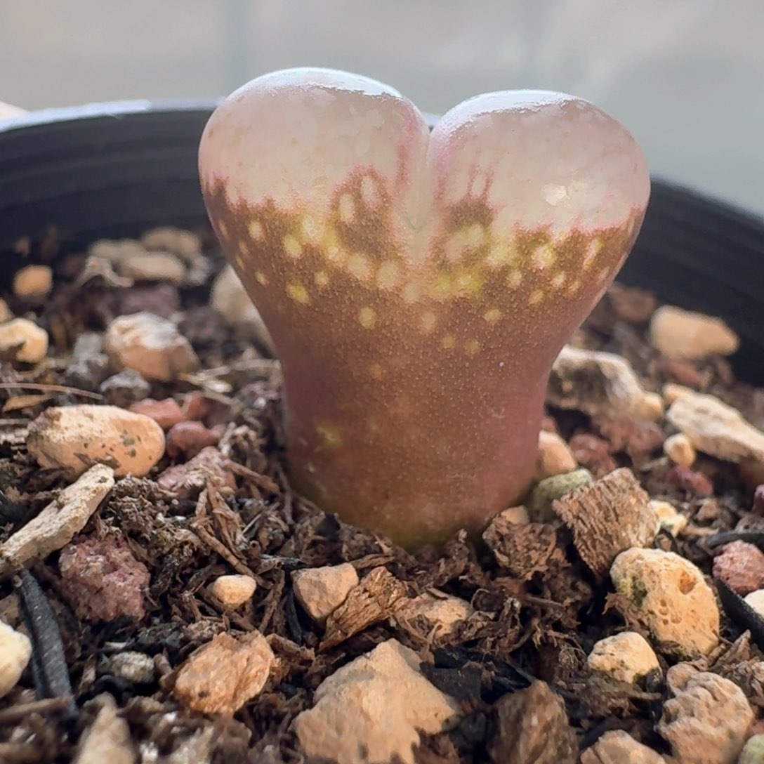 83红网格00000000000