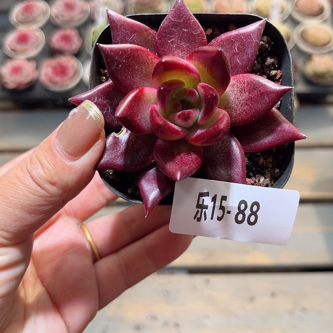 乐15-88 罗兵单头微瑕