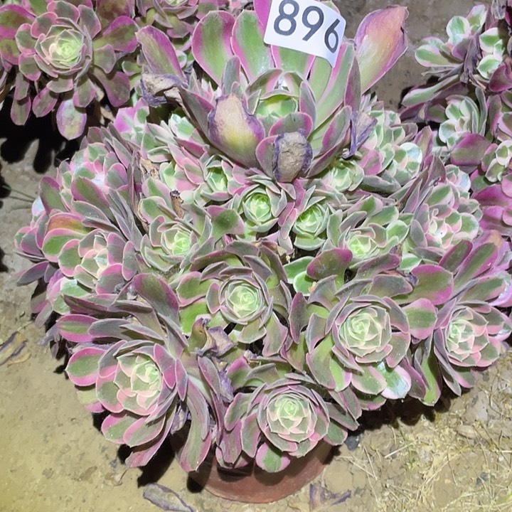 天**天多肉植物法师896粉女郎寄养