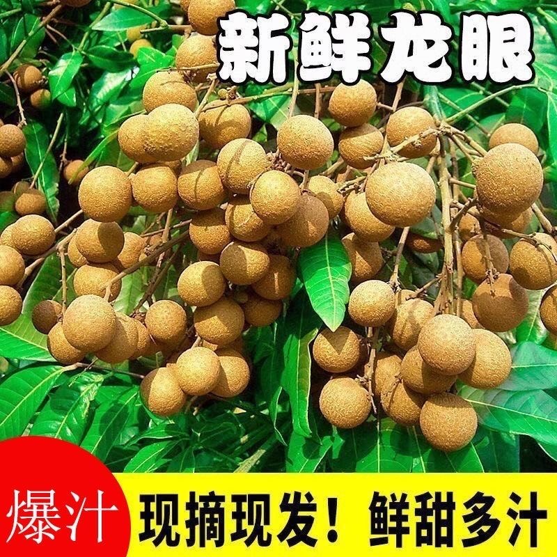 【今天拍明天到】7.29岭南水果石硖龙眼老树鲜果现摘现发新鲜水果