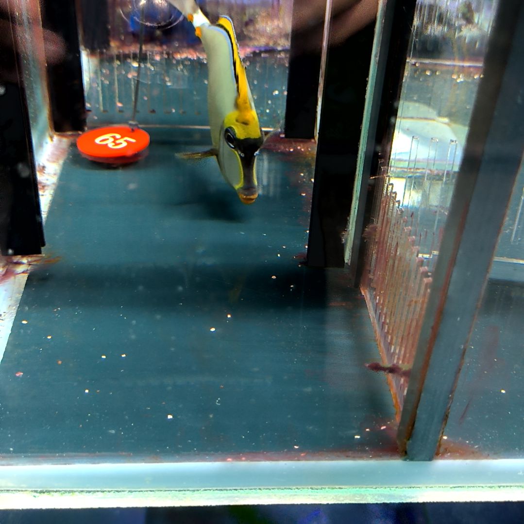 海水鱼金毛13+/5-46-65