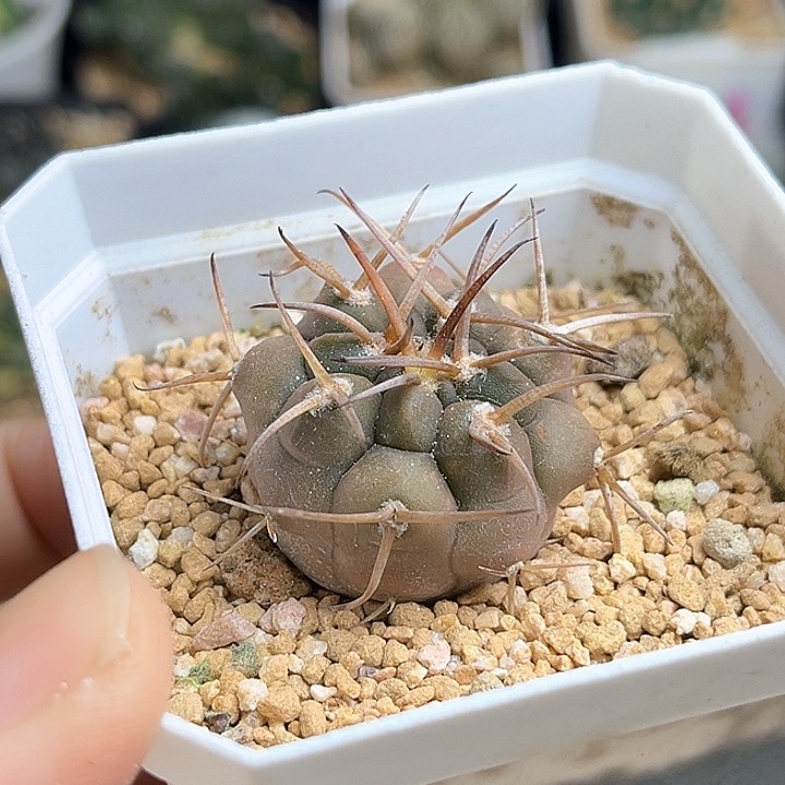 狂刺摩天龙实生球一颗3公分