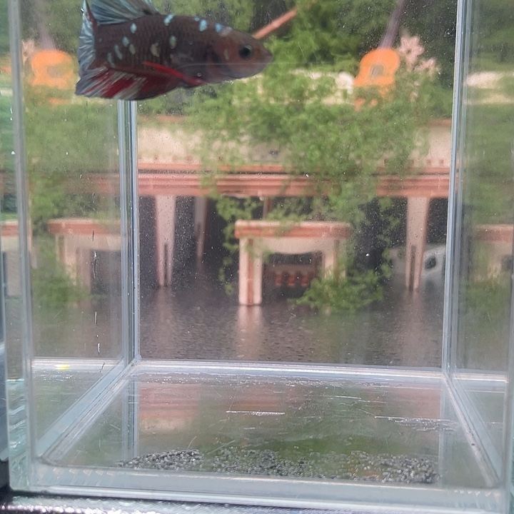 斗鱼活体不退不换谢谢