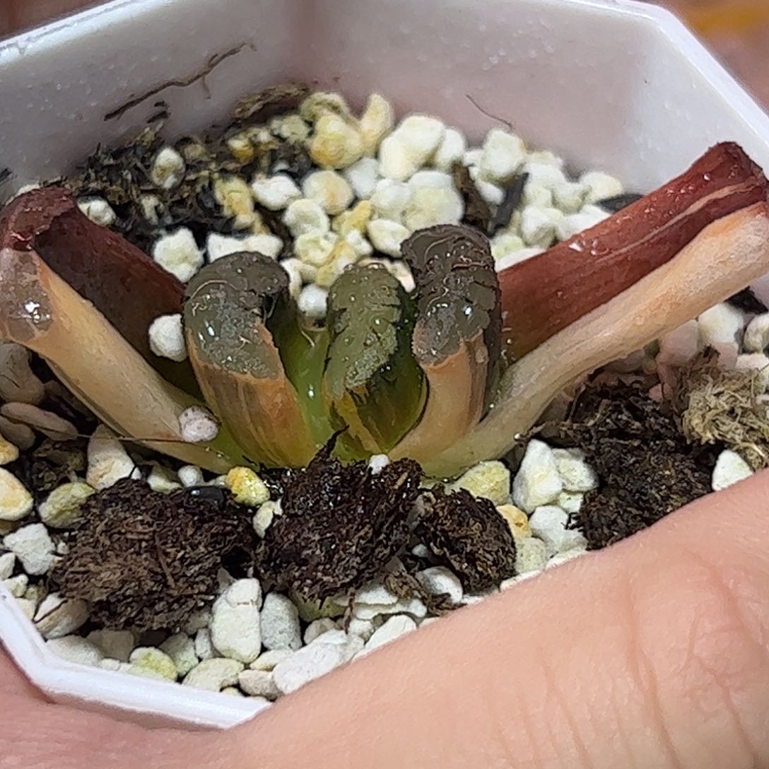 福娘锦十二卷多肉植物满