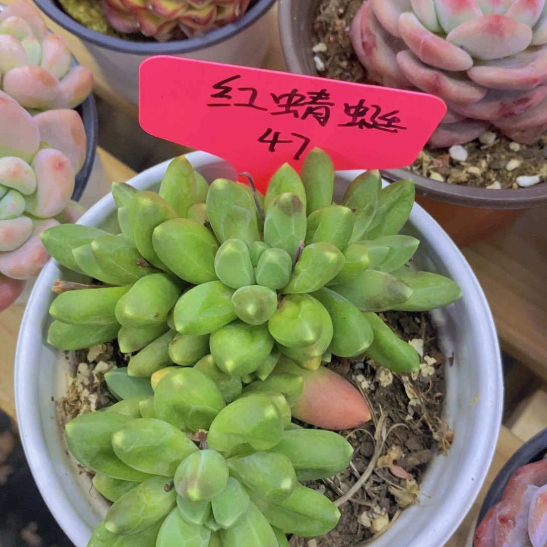 多肉植物，一物一拍，3单包邮