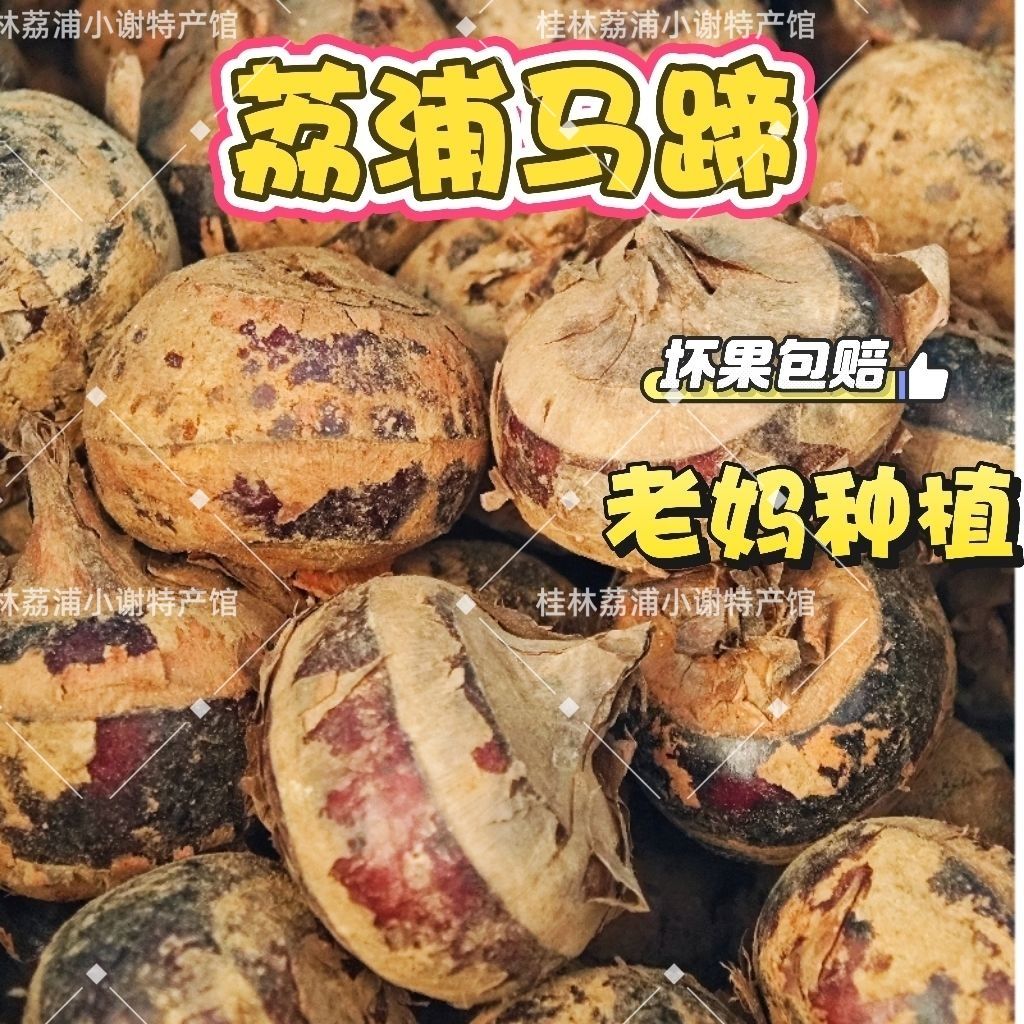 荔浦马蹄荸荠正宗广西现挖农家大果当季新鲜荔浦地栗特大水果蔬菜